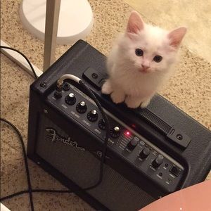 Meet your Posher, Betsy